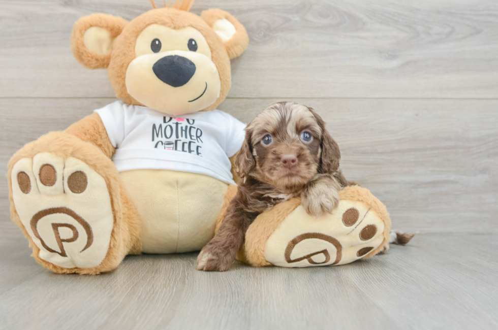 6 week old Cockapoo Puppy For Sale - Pilesgrove Pups