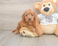 7 week old Cockapoo Puppy For Sale - Pilesgrove Pups