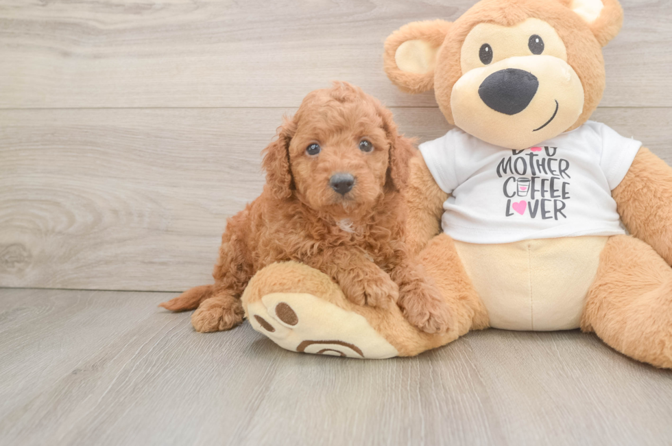5 week old Cockapoo Puppy For Sale - Pilesgrove Pups