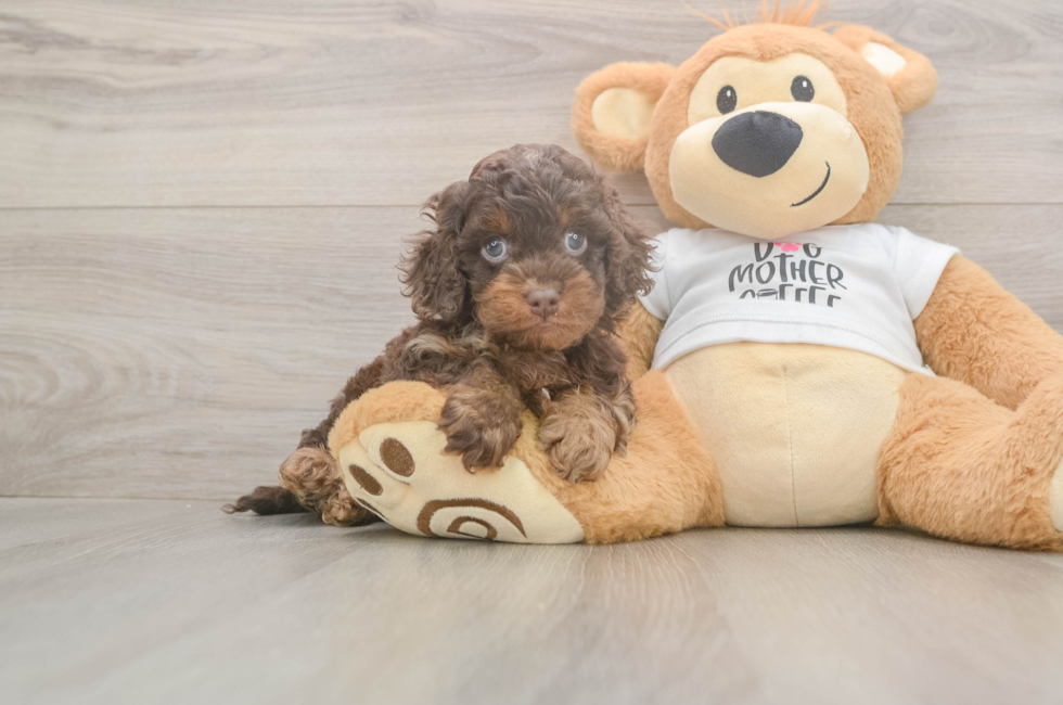 5 week old Cockapoo Puppy For Sale - Pilesgrove Pups