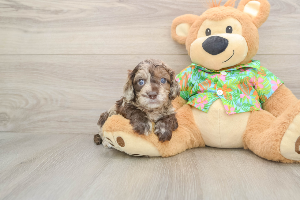 Cockapoo Puppy for Adoption