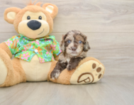 5 week old Cockapoo Puppy For Sale - Pilesgrove Pups