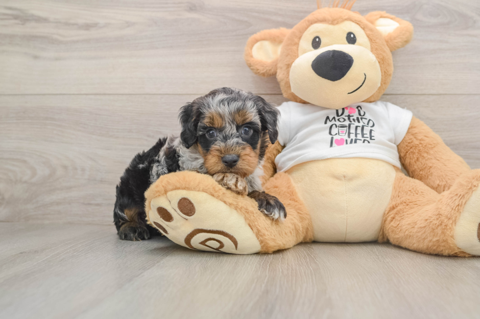 Cute Cockapoo Baby