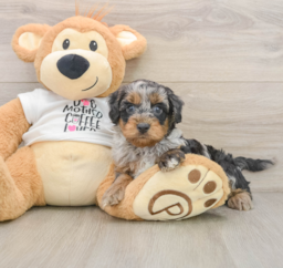 8 week old Cockapoo Puppy For Sale - Pilesgrove Pups