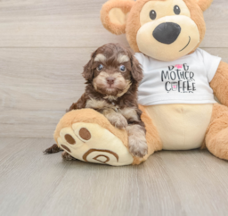 5 week old Cockapoo Puppy For Sale - Pilesgrove Pups