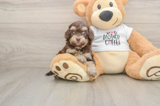 Playful Cocker Doodle Poodle Mix Puppy