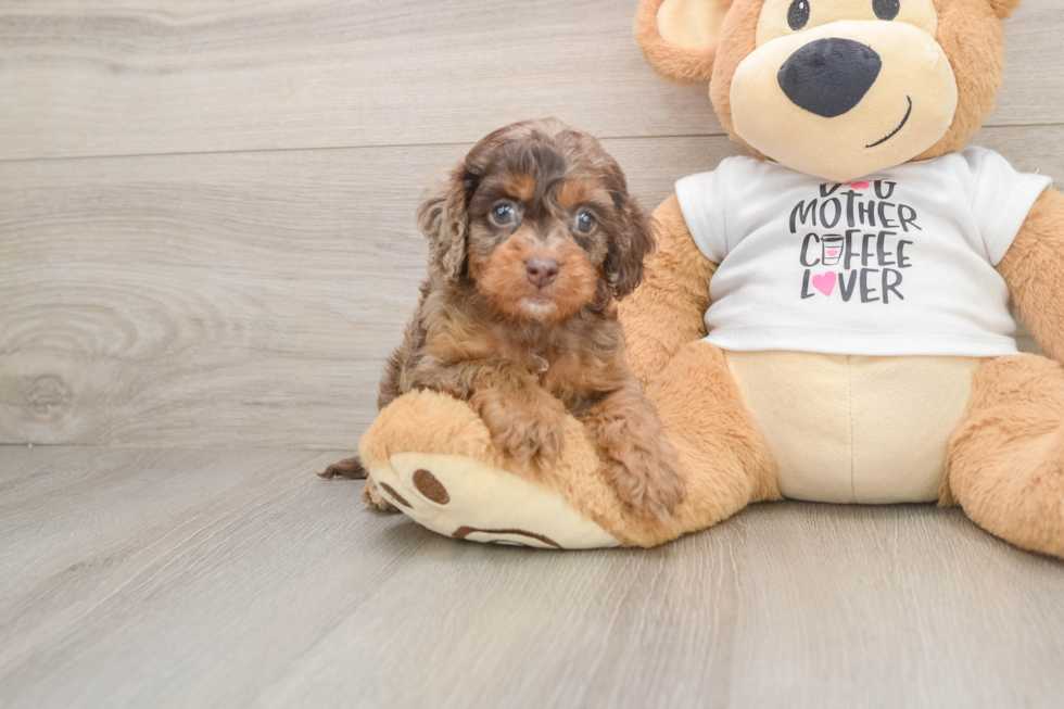 Cockapoo Pup Being Cute