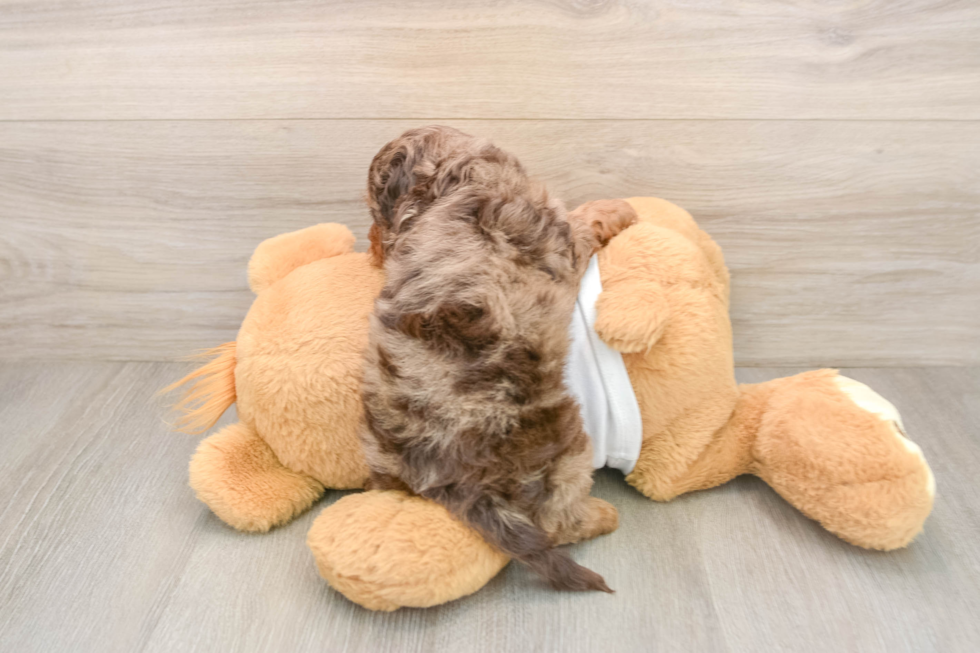 Happy Cockapoo Baby