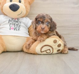 6 week old Cockapoo Puppy For Sale - Pilesgrove Pups