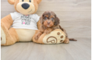 Sweet Cockapoo Baby