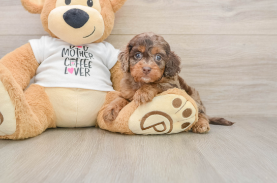 Sweet Cockapoo Baby