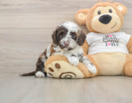 5 week old Cockapoo Puppy For Sale - Pilesgrove Pups