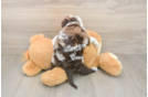 Petite Cockapoo Poodle Mix Pup