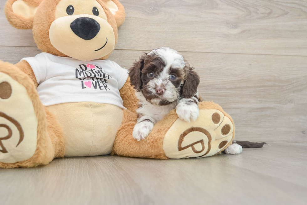 Cockapoo Pup Being Cute