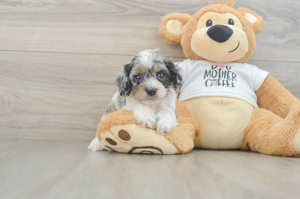 5 week old Cockapoo Puppy For Sale - Pilesgrove Pups