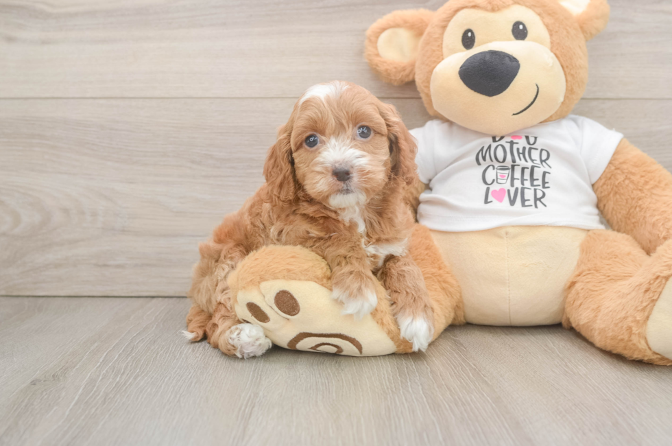 5 week old Cockapoo Puppy For Sale - Pilesgrove Pups