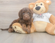 6 week old Cockapoo Puppy For Sale - Pilesgrove Pups