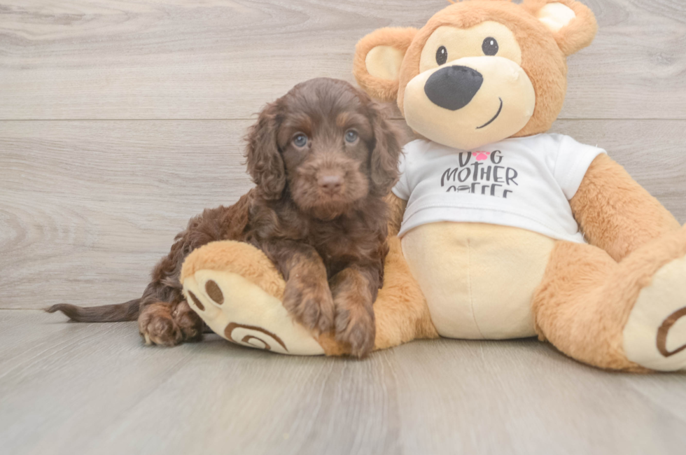 5 week old Cockapoo Puppy For Sale - Pilesgrove Pups