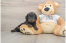Sweet Cockapoo Baby