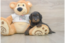 Cockapoo Puppy for Adoption