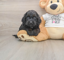 6 week old Cockapoo Puppy For Sale - Pilesgrove Pups