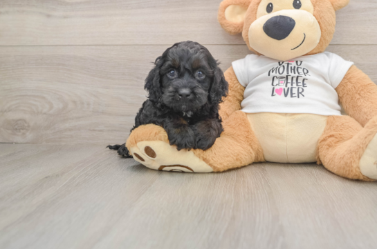 Cockapoo Pup Being Cute