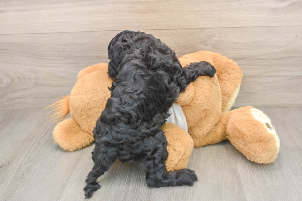Cockapoo Pup Being Cute