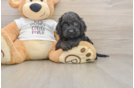 Adorable Cocker Doodle Poodle Mix Puppy