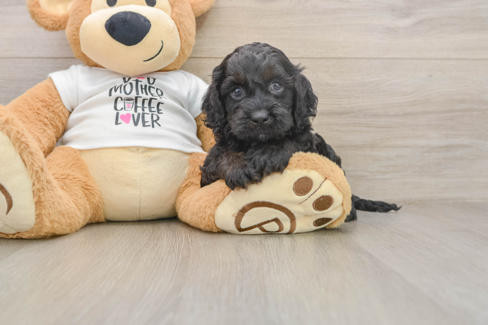 Adorable Cocker Doodle Poodle Mix Puppy