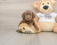 5 week old Cockapoo Puppy For Sale - Pilesgrove Pups