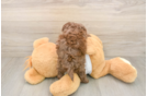 Cockapoo Pup Being Cute