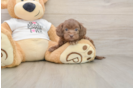 Petite Cockapoo Poodle Mix Pup