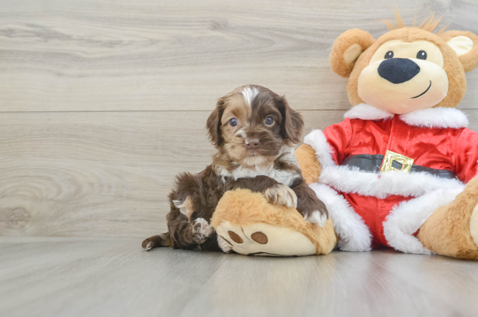 6 week old Cockapoo Puppy For Sale - Pilesgrove Pups