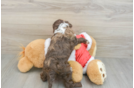 Funny Cockapoo Poodle Mix Pup