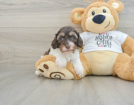 8 week old Cockapoo Puppy For Sale - Pilesgrove Pups