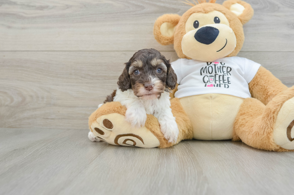 7 week old Cockapoo Puppy For Sale - Pilesgrove Pups