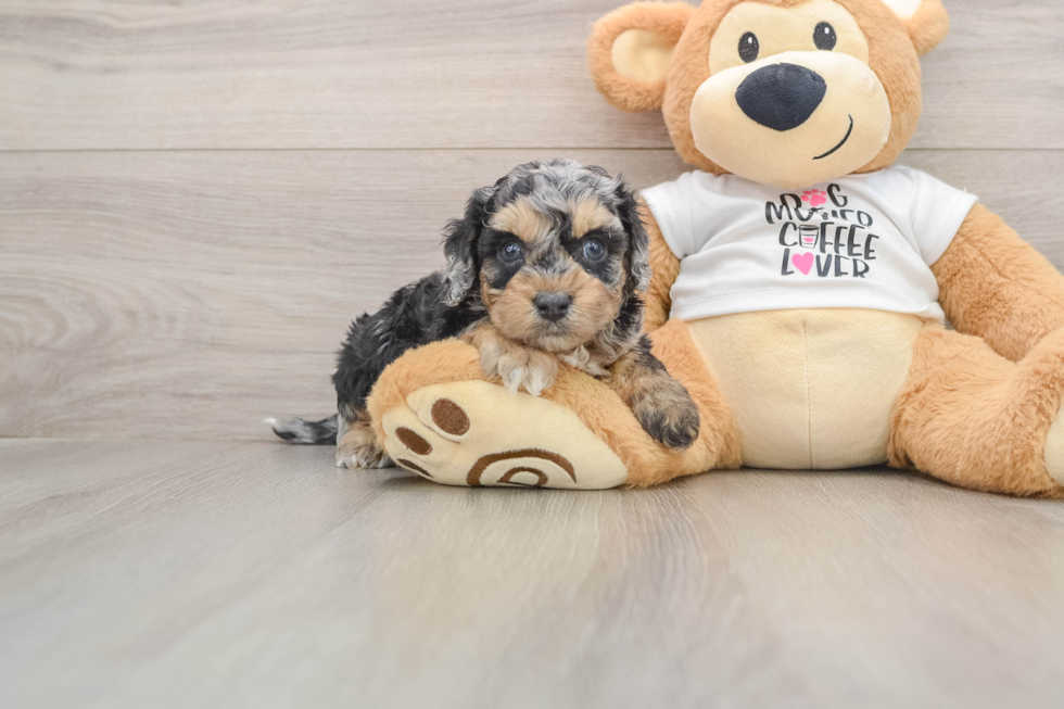 Cockapoo Puppy for Adoption