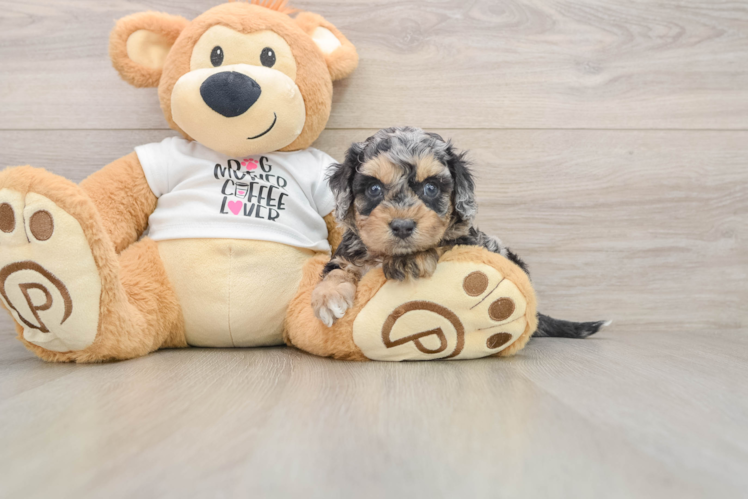 Cockapoo Pup Being Cute