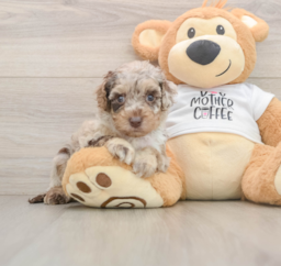 5 week old Cockapoo Puppy For Sale - Pilesgrove Pups