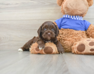 6 week old Cockapoo Puppy For Sale - Pilesgrove Pups