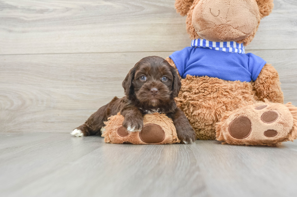 6 week old Cockapoo Puppy For Sale - Pilesgrove Pups