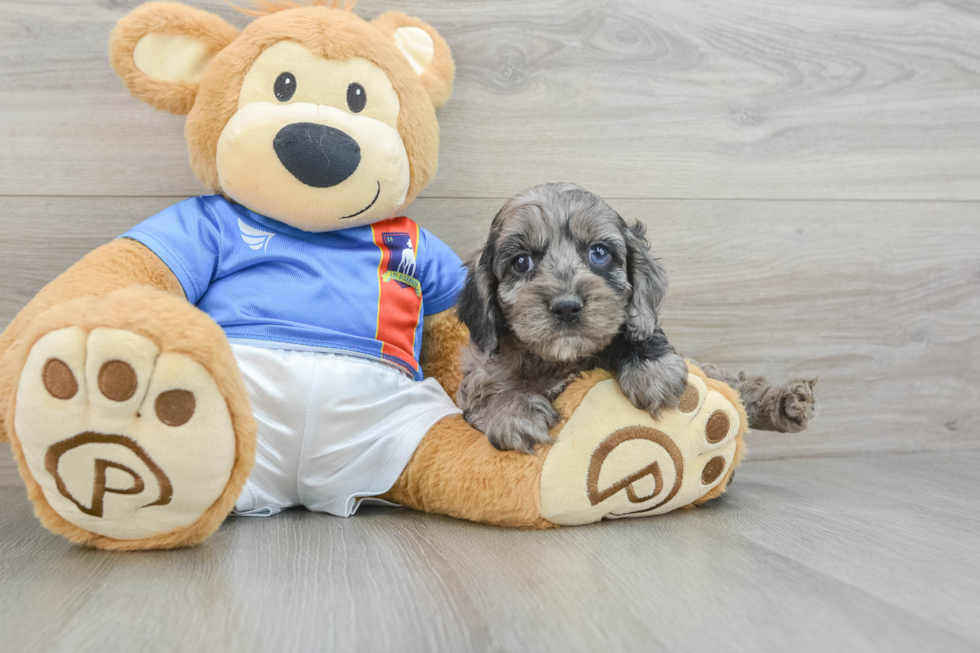 Funny Cockapoo Poodle Mix Pup