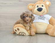 8 week old Cockapoo Puppy For Sale - Pilesgrove Pups