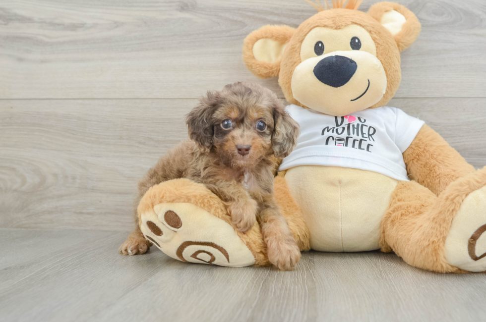 5 week old Cockapoo Puppy For Sale - Pilesgrove Pups