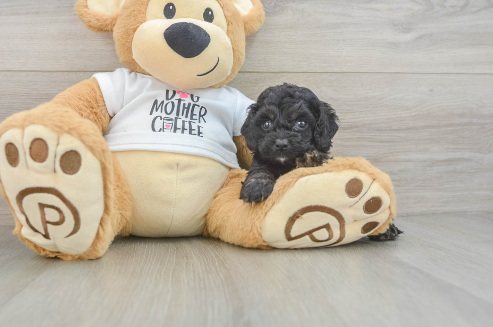 5 week old Cockapoo Puppy For Sale - Pilesgrove Pups