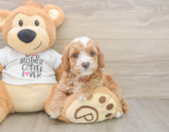 7 week old Cockapoo Puppy For Sale - Pilesgrove Pups