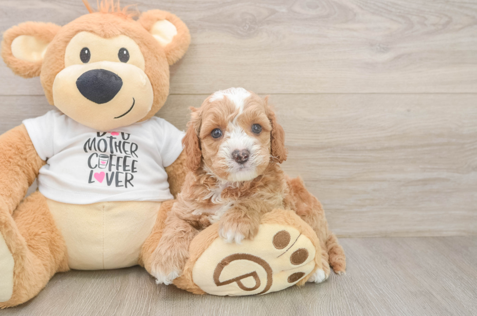 5 week old Cockapoo Puppy For Sale - Pilesgrove Pups