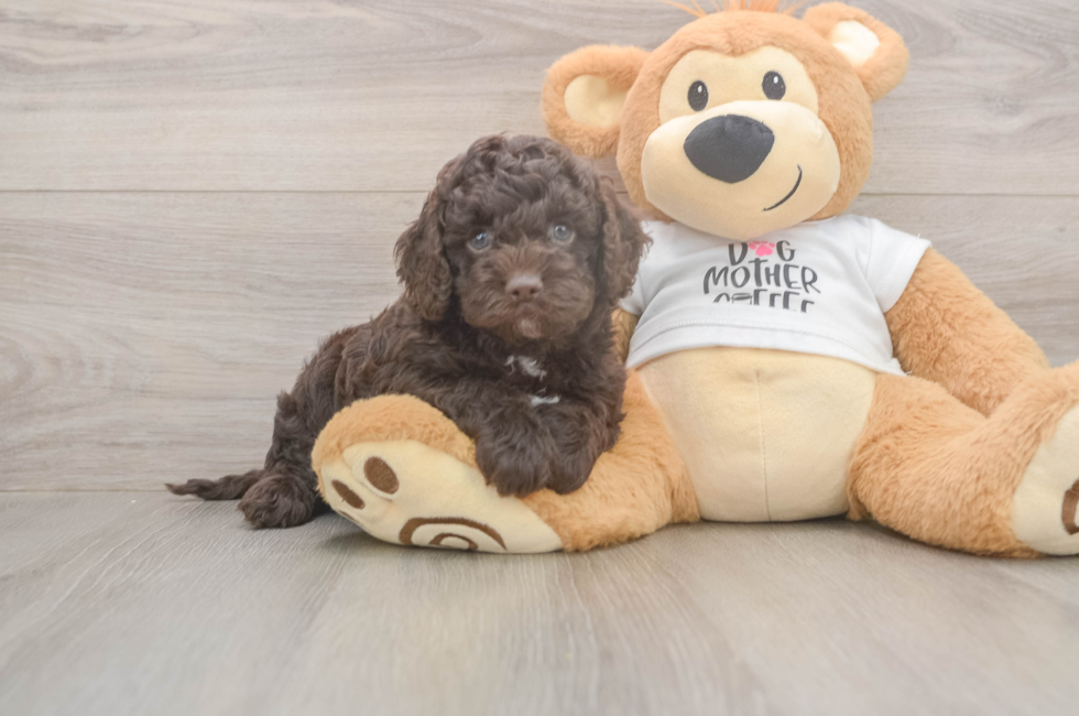 5 week old Cockapoo Puppy For Sale - Pilesgrove Pups
