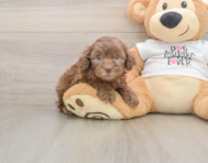 6 week old Cockapoo Puppy For Sale - Pilesgrove Pups