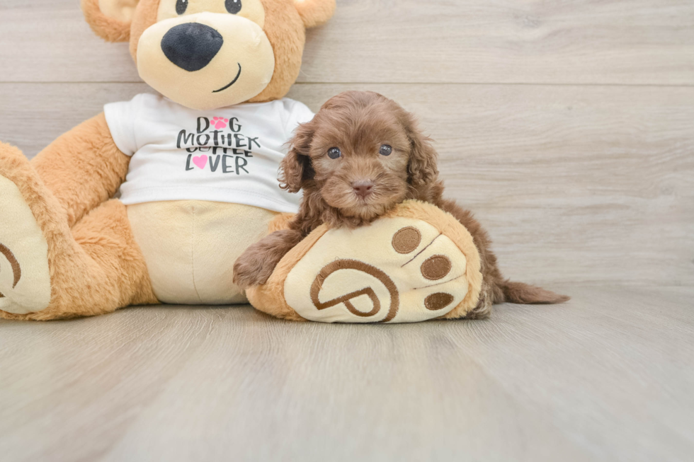 Hypoallergenic Cocker Doodle Poodle Mix Puppy